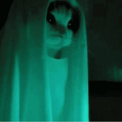 Набор стикеров Cat meme для WhatsApp 1