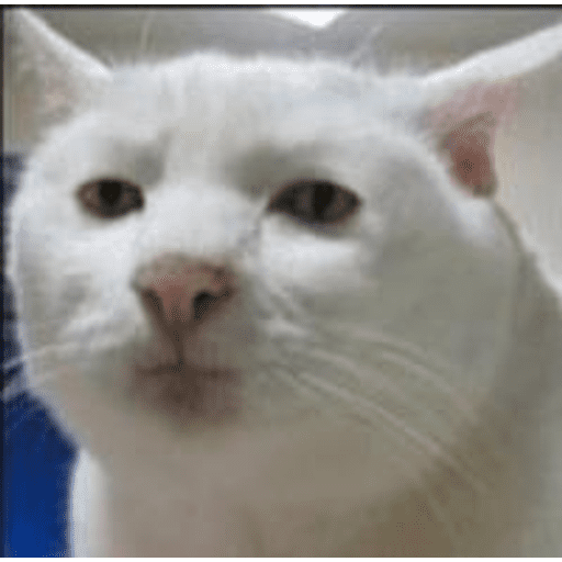 Набор стикеров cat squad для WhatsApp 1