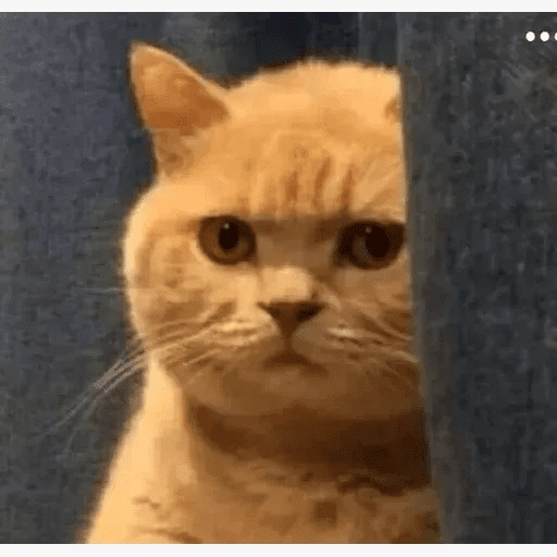 Набор стикеров cats для WhatsApp 1