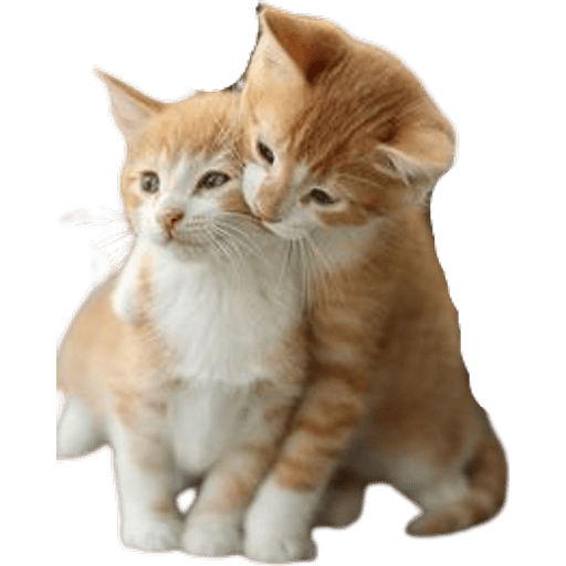 Набор стикеров cats too для WhatsApp 1