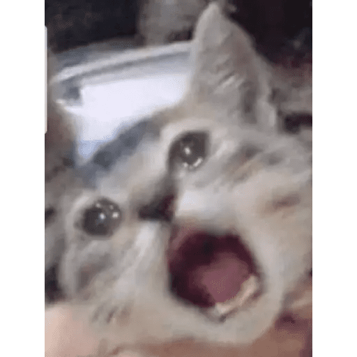 Набор стикеров Crying Cats 1 для WhatsApp 1