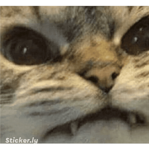 Набор стикеров Crying Cats 1 для WhatsApp 13