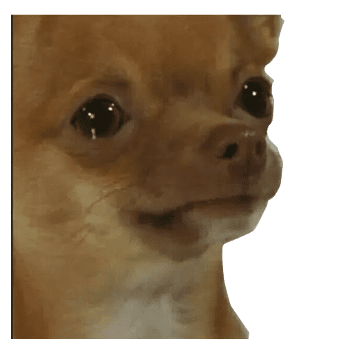 Набор стикеров Crying Cats 1 для WhatsApp 15