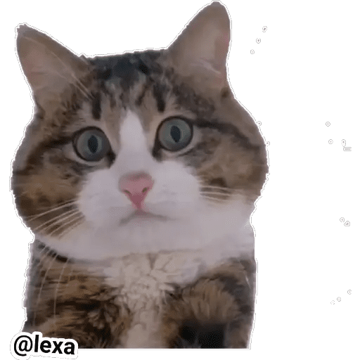 Набор стикеров Emotion Cats 🐱🐈 для WhatsApp 1