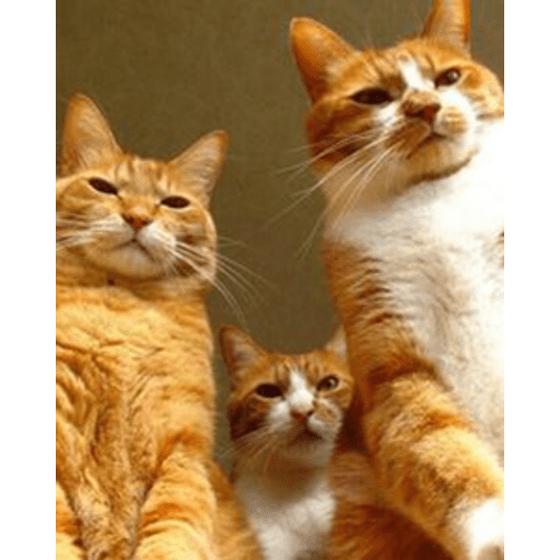 Набор стикеров Funny Cats для WhatsApp 20