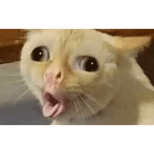 Набор стикеров Funny Cats для WhatsApp 22