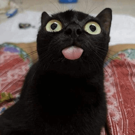 Набор стикеров Funny Cats для WhatsApp 23