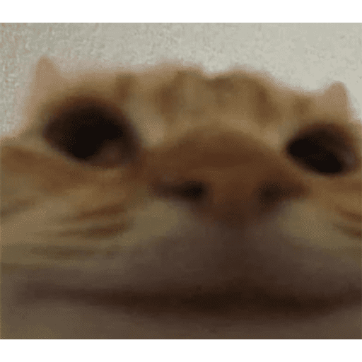 Набор стикеров Funny Cats для WhatsApp 25