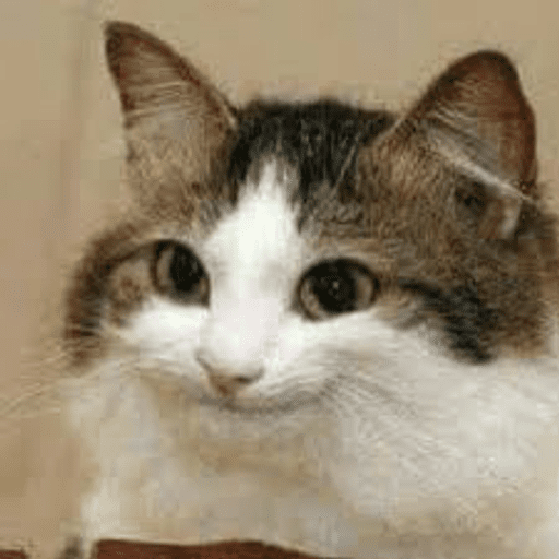 Набор стикеров Funny Cats для WhatsApp 26