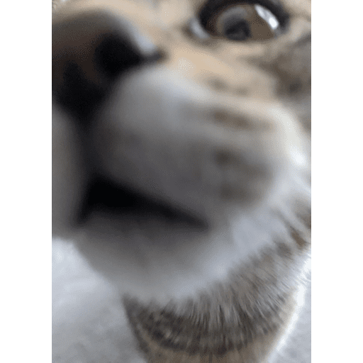 Набор стикеров Funny Cats для WhatsApp 27