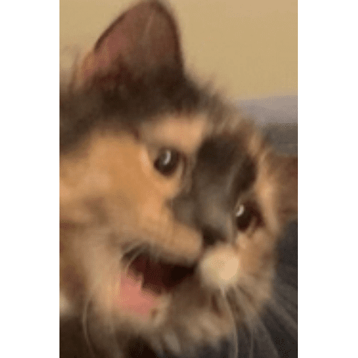 Набор стикеров Funny Cats для WhatsApp 4