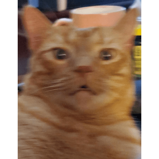 Набор стикеров Funny Cats для WhatsApp 5