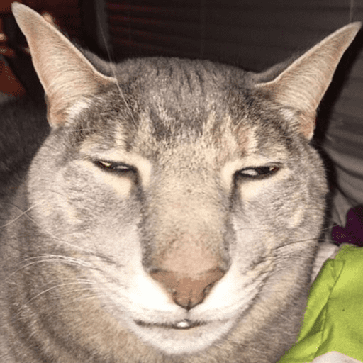 Набор стикеров Funny Cats для WhatsApp 6