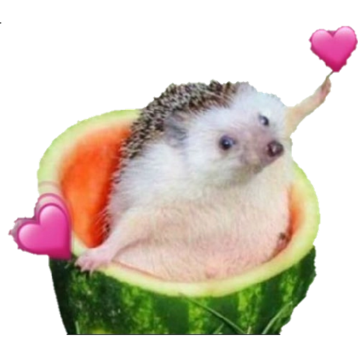 Набор стикеров hearts для WhatsApp 22