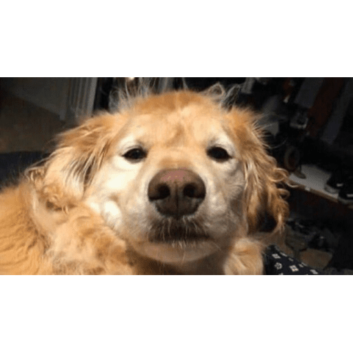 Набор стикеров hearts для WhatsApp 29