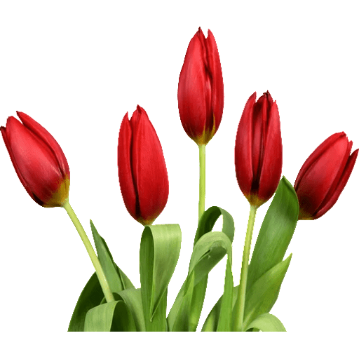 Набор стикеров Red Flowers @ykinanah для WhatsApp 1