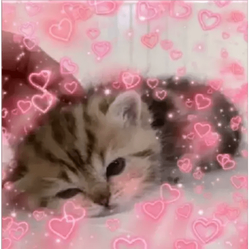 Набор стикеров wholesome memes для WhatsApp 2