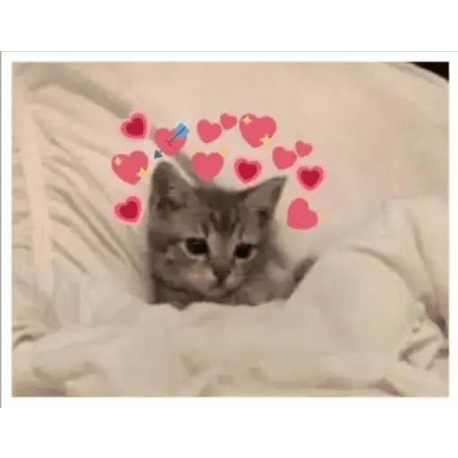 Набор стикеров wholesome memes для WhatsApp 7