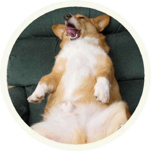 Набор стикеров Funny corgi для WhatsApp 1