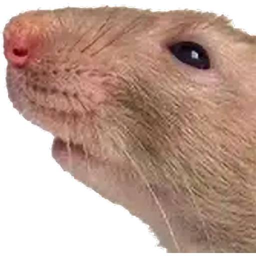 Набор стикеров Lekker Spelen 1 для WhatsApp 17