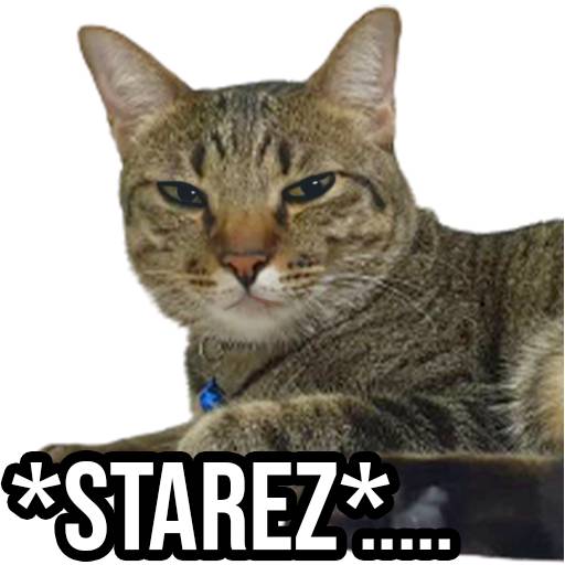 Набор стикеров Ling Dang для WhatsApp 27