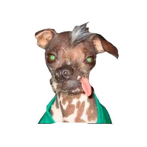 Набор стикеров Lomitos (Perritos) de Internet для WhatsApp 1
