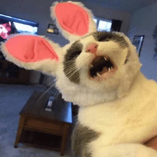 Набор стикеров Stupid animal faces для WhatsApp 12