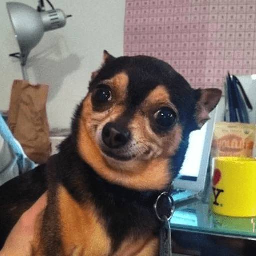 Набор стикеров Stupid animal faces для WhatsApp 15