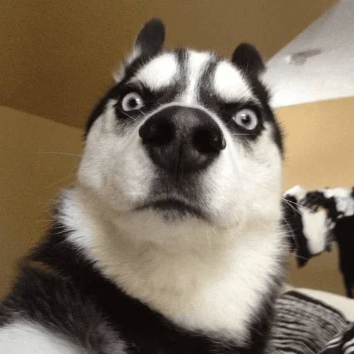 Набор стикеров Stupid animal faces для WhatsApp 17