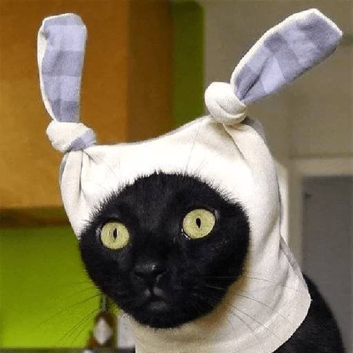 Набор стикеров Stupid animal faces для WhatsApp 19