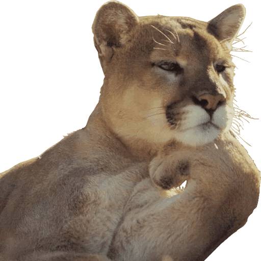 Набор стикеров Stupid animal faces для WhatsApp 20