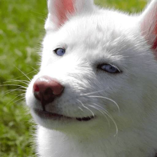 Набор стикеров Stupid animal faces для WhatsApp 21