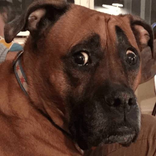 Набор стикеров Stupid animal faces для WhatsApp 24