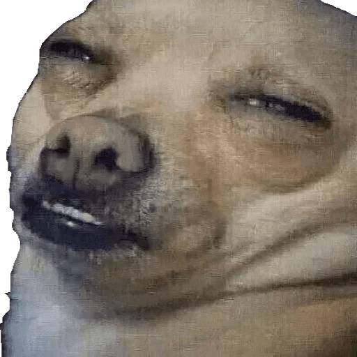 Набор стикеров Stupid animal faces для WhatsApp 26