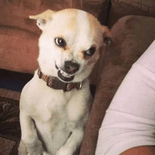 Набор стикеров Stupid animal faces для WhatsApp 27