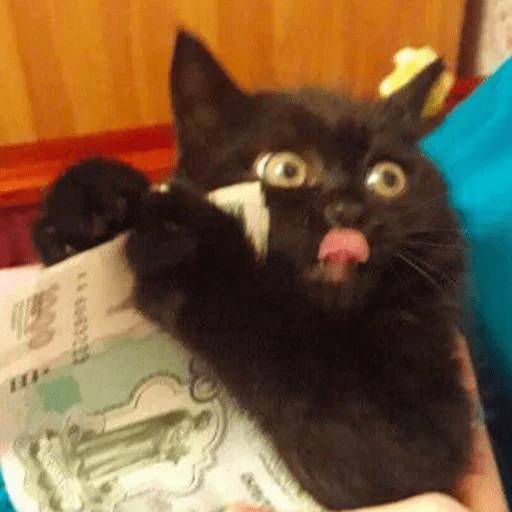 Набор стикеров Stupid animal faces для WhatsApp 28