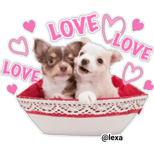 Набор стикеров THE DOG 🐶 для WhatsApp 14