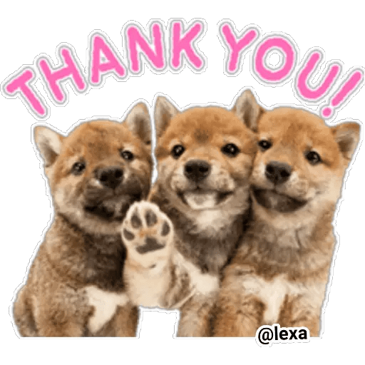 Набор стикеров THE DOG 🐶 для WhatsApp 15