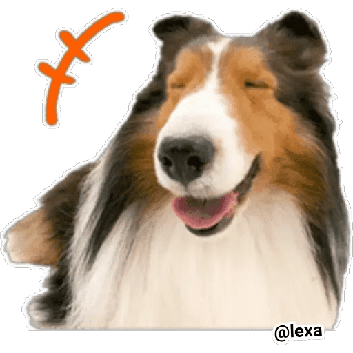 Набор стикеров THE DOG 🐶 для WhatsApp 16