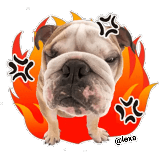 Набор стикеров THE DOG 🐶 для WhatsApp 18