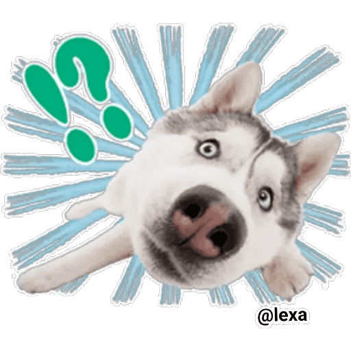 Набор стикеров THE DOG 🐶 для WhatsApp 25