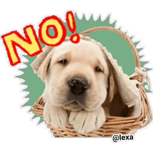 Набор стикеров THE DOG 🐶 для WhatsApp 26