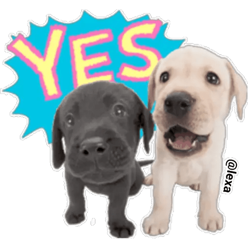 Набор стикеров THE DOG 🐶 для WhatsApp 27