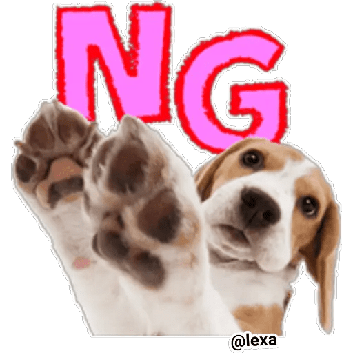 Набор стикеров THE DOG 🐶 для WhatsApp 28