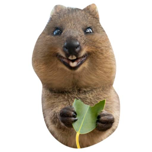 Набор стикеров Quokkas, los Animales Más Felices del Mundo для WhatsApp 1