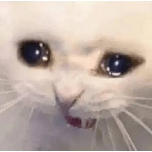 Набор стикеров Crying Cats 2 для WhatsApp 1