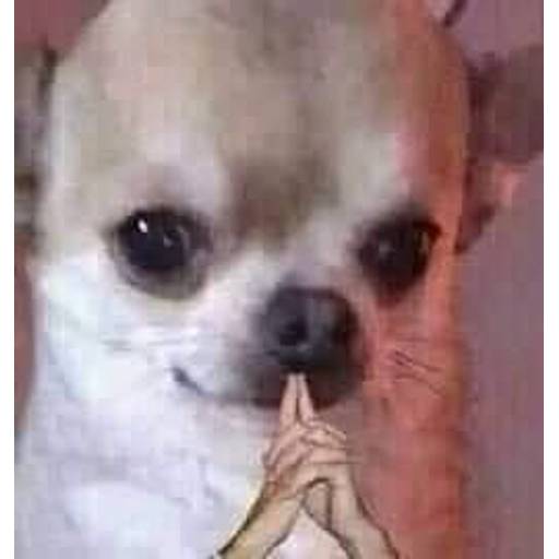 Набор стикеров cursed animals для WhatsApp 11