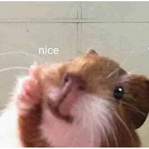 Набор стикеров cursed animals для WhatsApp 12