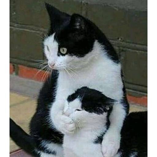 Набор стикеров cursed animals для WhatsApp 18