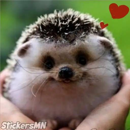 Набор стикеров Erizo 🦔 для WhatsApp 1